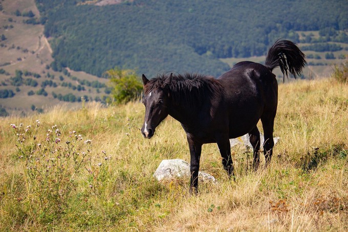 Фермеру из Аромашевского района вернули украденного коня