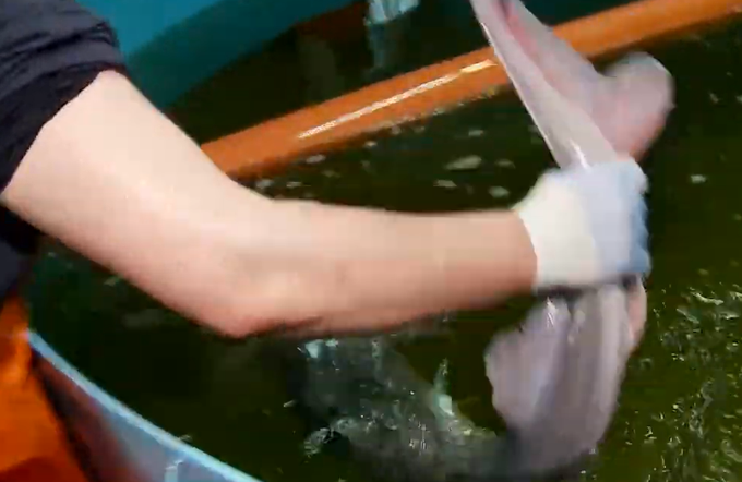 В Уватском центре аквакультуры впервые получили икру осетра