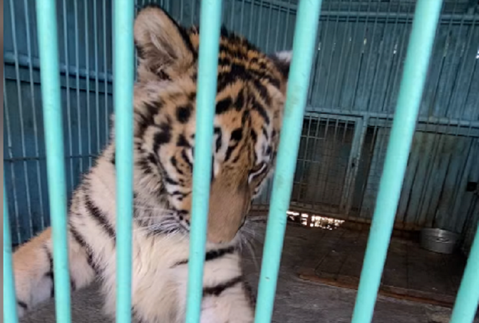 В Тюменском зоопарке появился бенгальский тигренок Амур