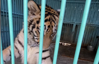 Новость Тюмени: В Тюменском зоопарке появился бенгальский тигренок Амур