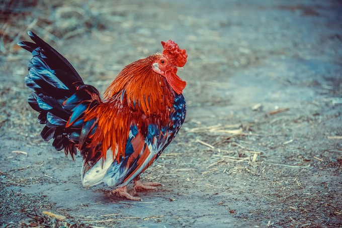 В Тюменском районе выплатят компенсации собственникам, чьих птиц изымут на убой из-за гриппа