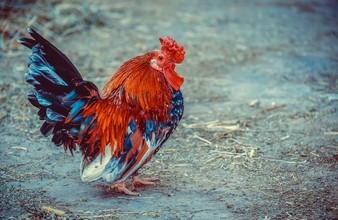 Новость Тюмени: В Тюменском районе выплатят компенсации собственникам, чьих птиц изымут на убой из-за гриппа