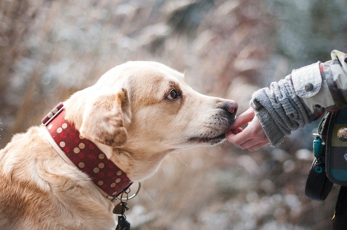 Тюменские ветеринары рекомендуют обезопасить домашних собак от клещей и инфекций