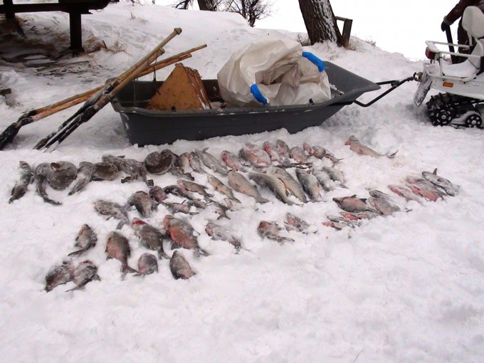  Жителей Тобольска осудят за незаконную ловлю рыбы