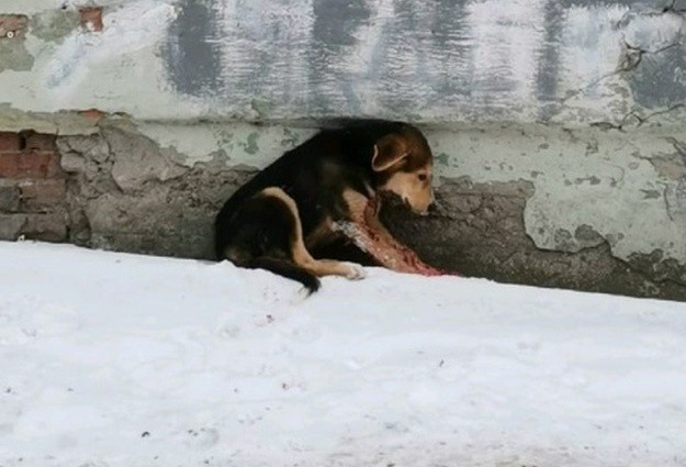 Появились подробности борьбы за жизнь собаки, которой живодеры перерезали горло в Тюмени