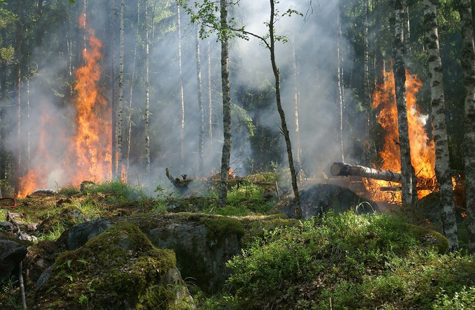 В Тюменской области огнем уничтожено 20 тысяч гектаров территорий