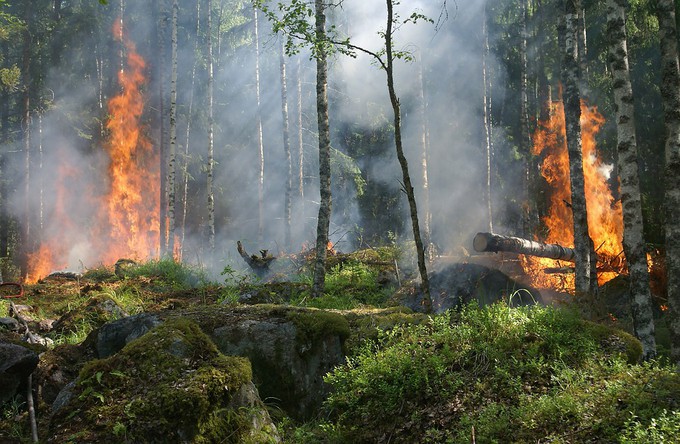 Вблизи деревни Полина горит лес