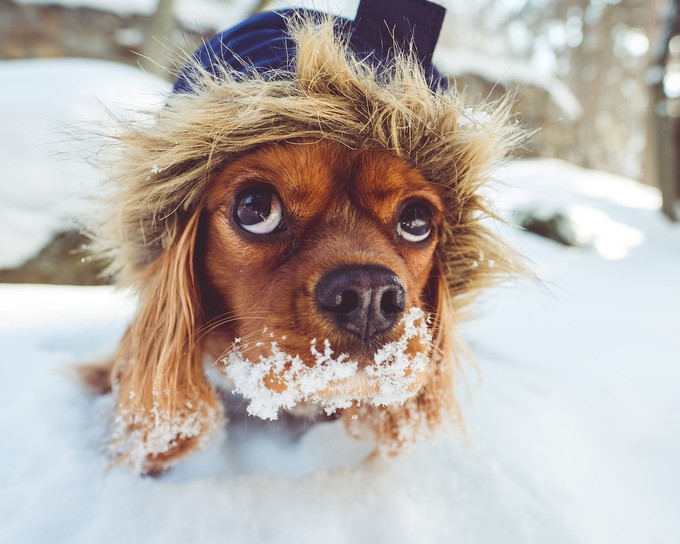 Тюменским собаководам дали рекомендации по выгуливанию питомцев в морозы