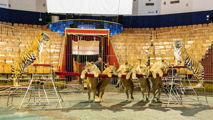 В тюменском цирке артисты ждут выступлений девять месяцев