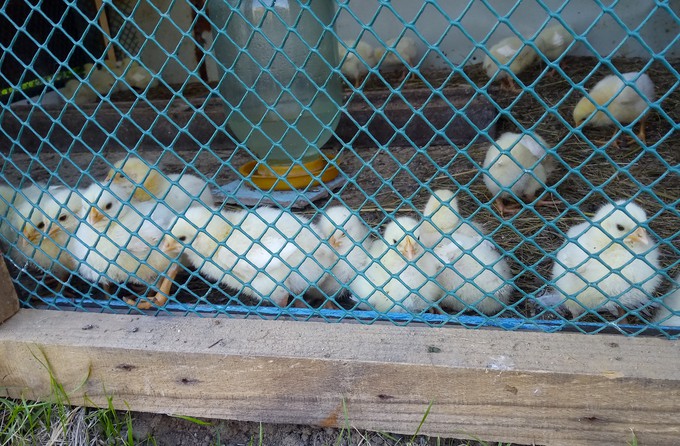 Утилизация птицы с Боровской птицефабрики почти завершилась