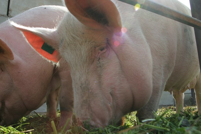 В Ишиме отменили карантин по африканской чуме свиней