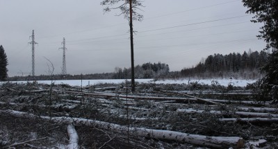 Житель Екатеринбурга незаконно нарубил в Уватском районе леса на сотни тысяч рублей