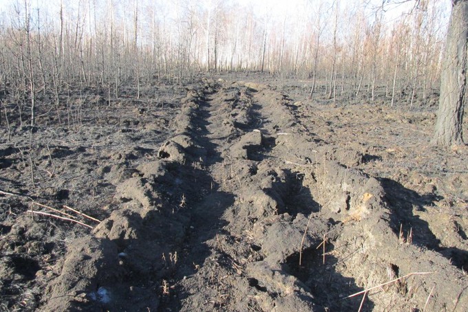 Грибник в Тюменской области случайно спалил 8 гектаров леса