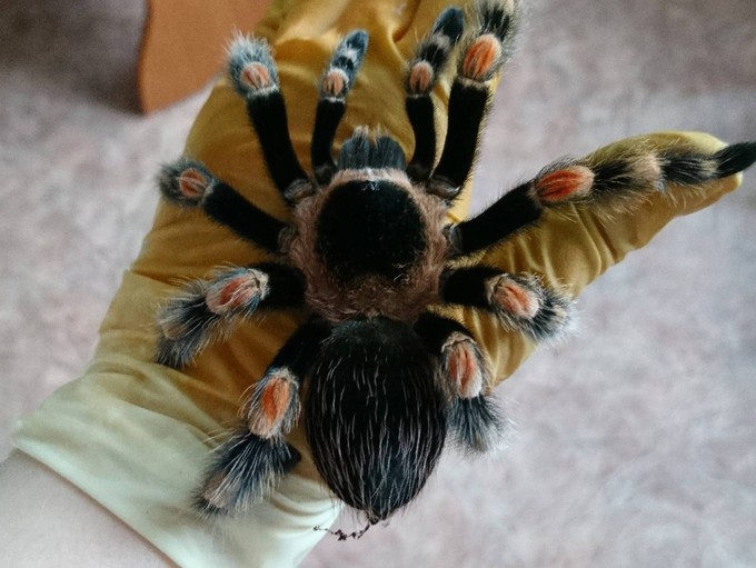 Королева пауков: в коллекции тюменки полсотни мохнатых хищников