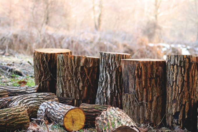 В Тюменской области нарубили деревьев на 26 млн рублей