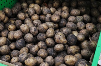 Новость Тюмени: Жителей Сладковского района обеспечат качественным сортовым картофелем
