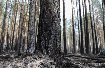 Новость Тюмени: Пожар в Юргинском районе стал причиной гибели реликтового леса