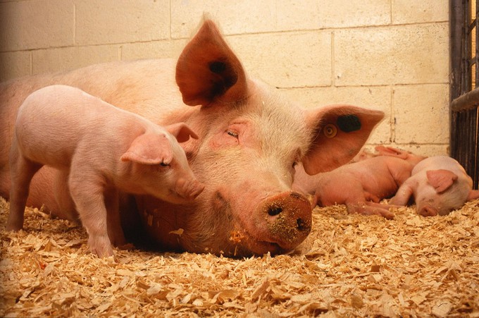 В Тюменской области нет случаев заражения свиней африканской чумой