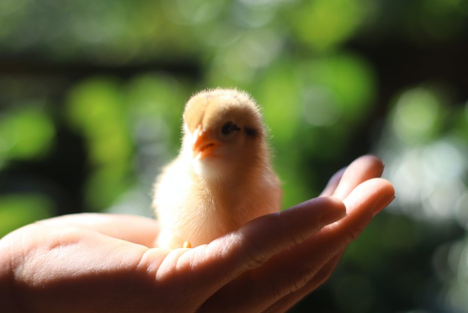 Тюменские птицефабрики производят более миллиарда яиц в год