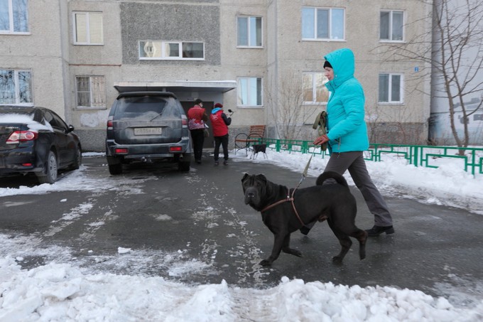 В Тюмени женщину высадили из автобуса из-за собаки