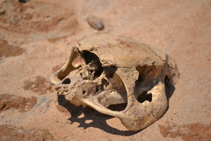 Откуда взялись кости на стройке в центре Тюмени: версии от краеведов