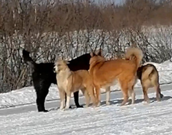 Зооволонтеры: выброшенных на трассе собак в Исетском районе везли на бойню
