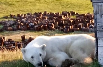Новость Тюмени: Тюменцы порадовались спасению белой медведицы Монеточки