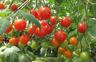 Новость Тюмени: Тюменцам советуют остановить рост тепличных томатов