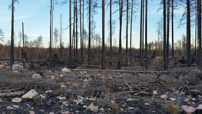 Тюменская компания уничтожила лес и выплатит за это миллион рублей
