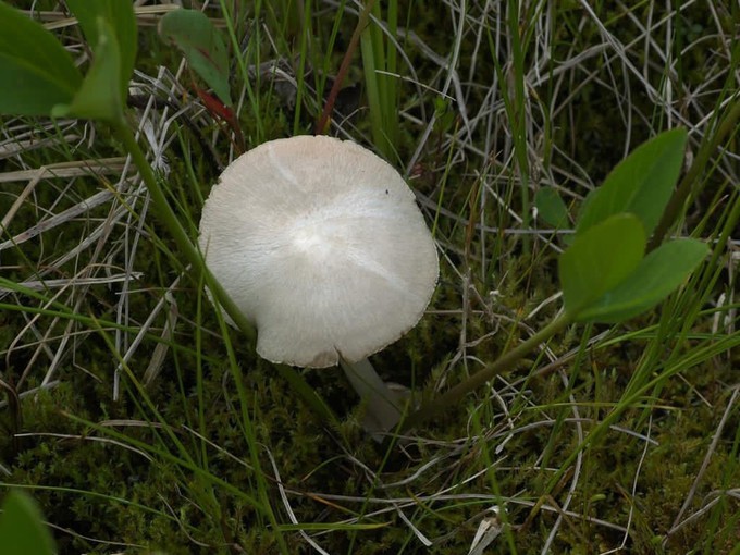 Тобольские ученые обнаружили на болотах новый гриб