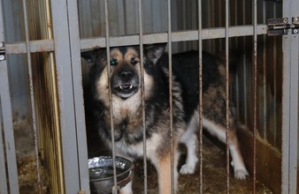 Новость Тюмени: Собаки с желтыми бирками не угрожают тюменцам