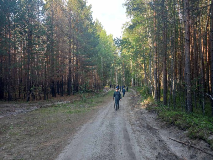 В Тюменской области продолжают искать пропавшего в лесу грибника