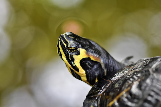 Черепаха чудом выжила в сточных водах Тюмени
