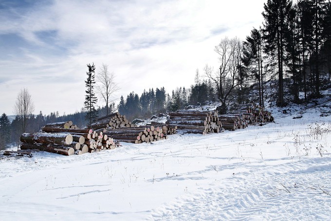 В Тобольском районе выявили незаконную рубку леса на 20 тысяч рублей