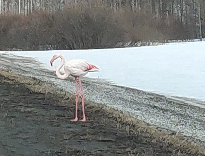 Очевидцы встретили фламинго на тюменской трассе