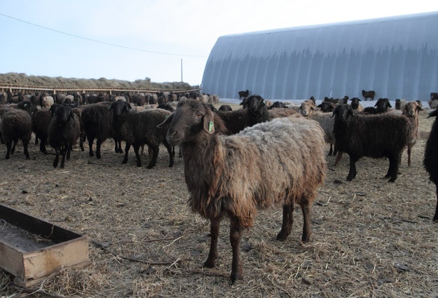 Корова урал. Кфх тюмень. Ясень агро тюмень. Рассказ о продукции сельского хозяйства тюменского края. Тюмень сельское хозяйство.