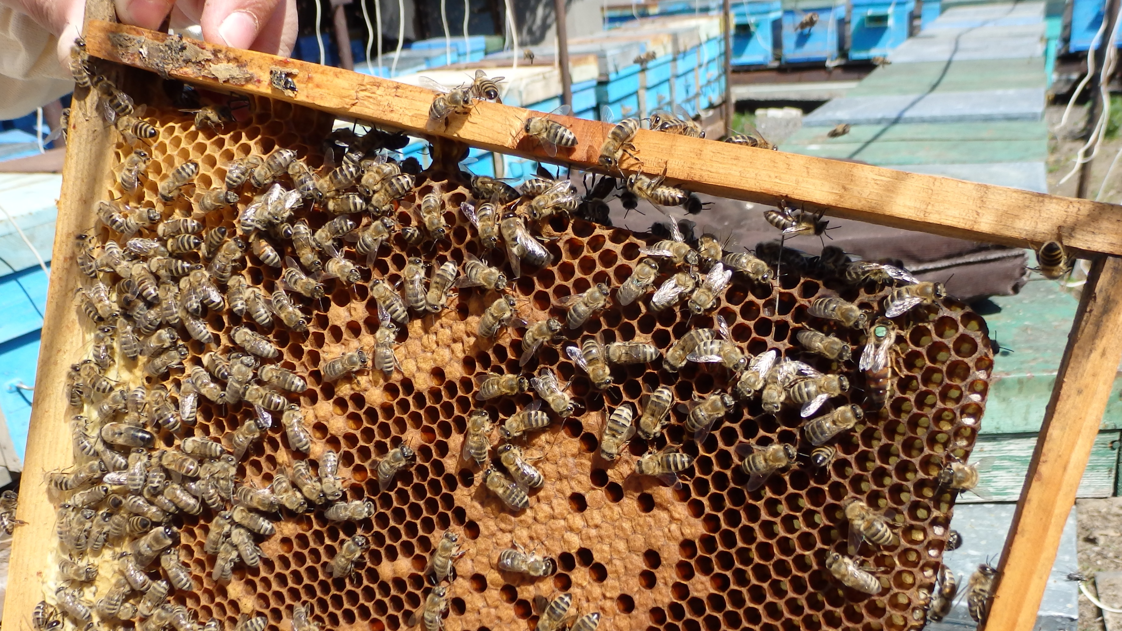 Купить пчел мордовия. Магазин пчеловод в Самаре в Зубчаниновке. Пчеловодство. Пчеловодство на Кубани. Пчеловодное хозяйство.