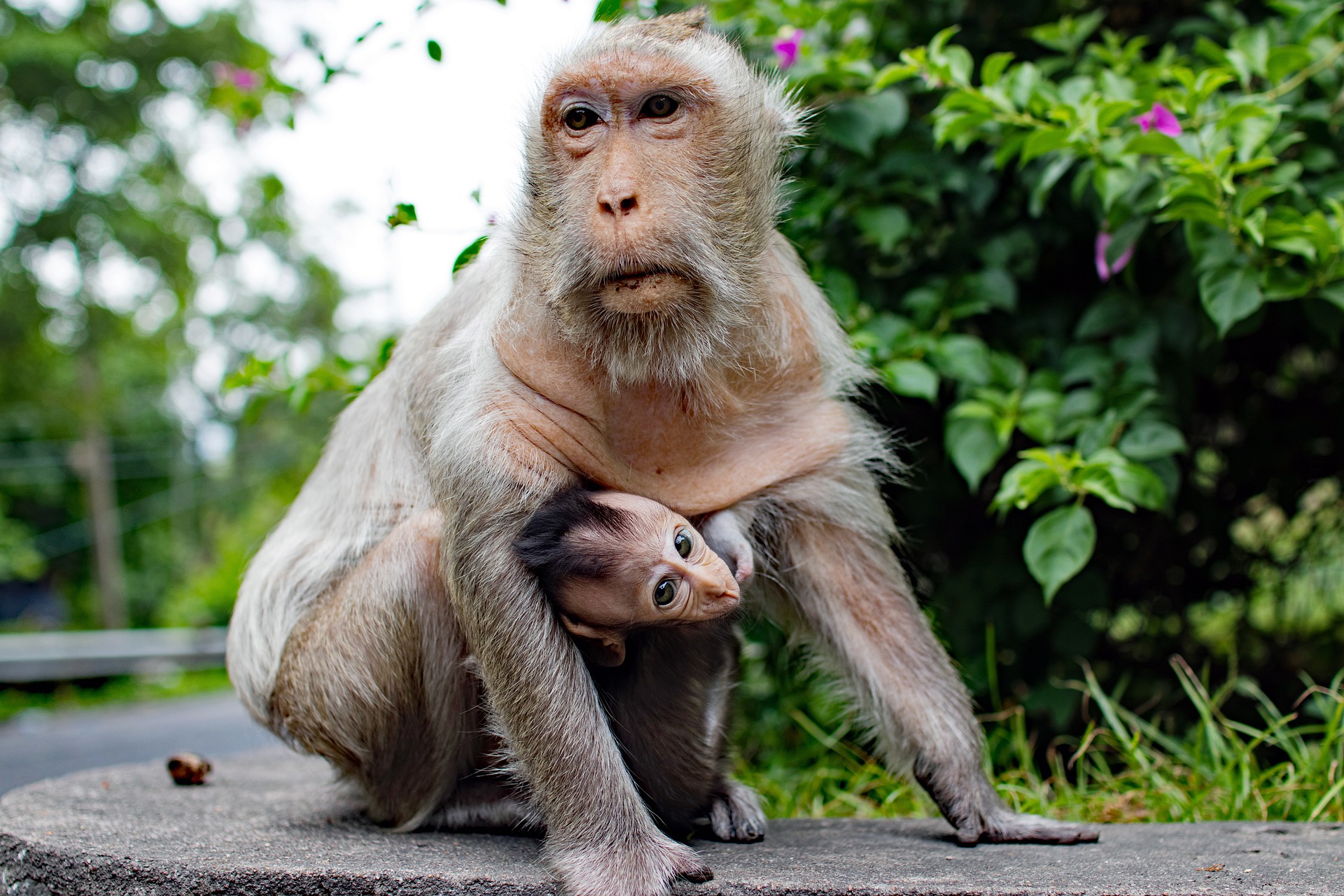 Monkey tag. Семейство обезьян.